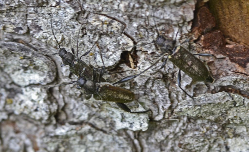 Callidium coriaceum accoppiamento